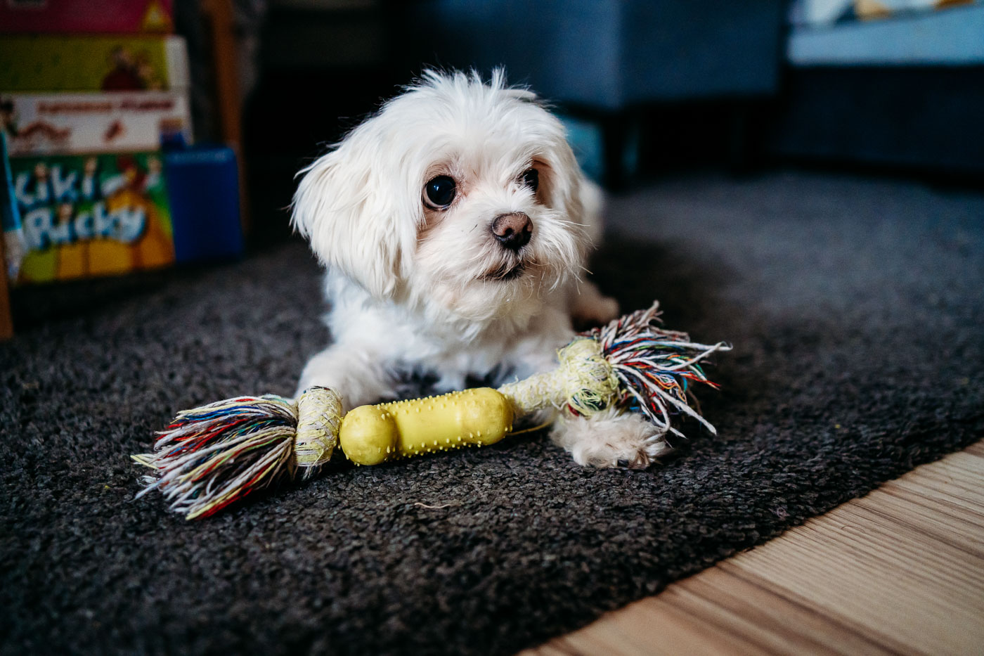 Pies rasy maltańczyk jako uczestnik na rodzinnej sesji lifestylowej, pies bawi się zabawką
